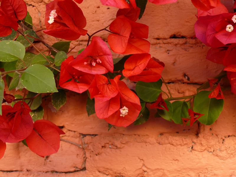 lesser bougainvillea, Four-O